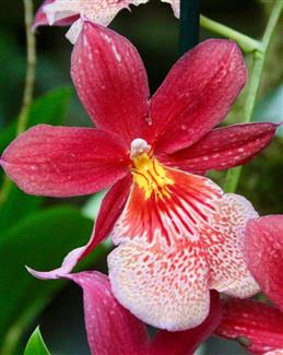 Serre orchidée - Tropical Parc - jardins bretagne 