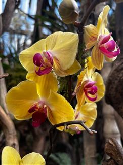 Serre orchidée - Tropical Parc - parc 56