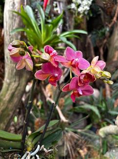 Serre orchidée - Tropical Parc - zoo parc Bretagne