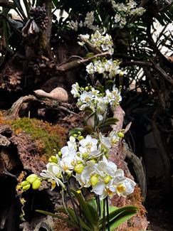 Serre orchidée - Tropical Parc - jardins bretagne 