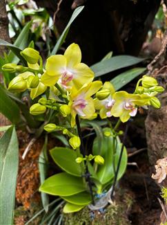Serre orchidée - Tropical Parc - parc 56