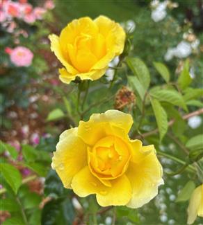 Tropical Parc dans le Morbihan