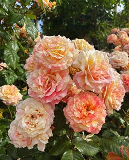 Tropical Parc dans le Morbihan