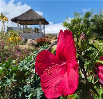 Le nouveau jardin indonésien de Tropical Parc